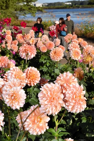 陽光を浴びて輝きを増すダリア=県立フラワーセンター