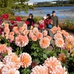 陽光に輝き、ダリア見頃 11月中旬まで 加西のフラワーセンター