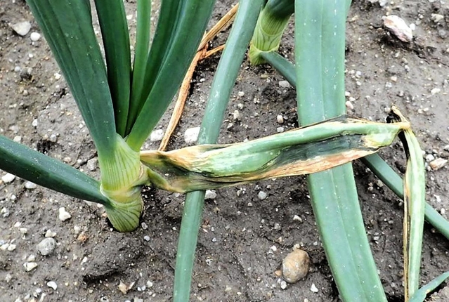 腐敗病で根元から葉が折れたタマネギ(中央)(兵庫県病害虫防除所提供)