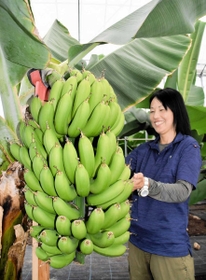 育ったバナナの出来を確かめる福永農産社長の小井佳代さん=姫路市船津町