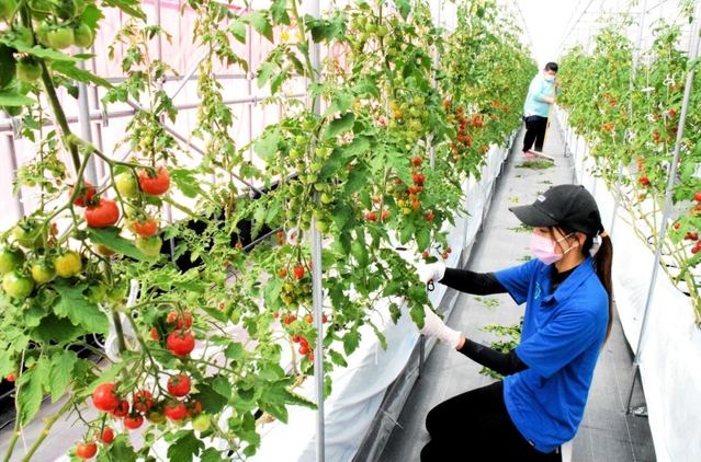 はさみで余分な葉を落とすスタッフ(手前)と、葉を掃除する障害者施設の利用者。最新機器で摘葉を標準化する実証試験を始める=南あわじ市市三條、アクアヴェルデAWAJI