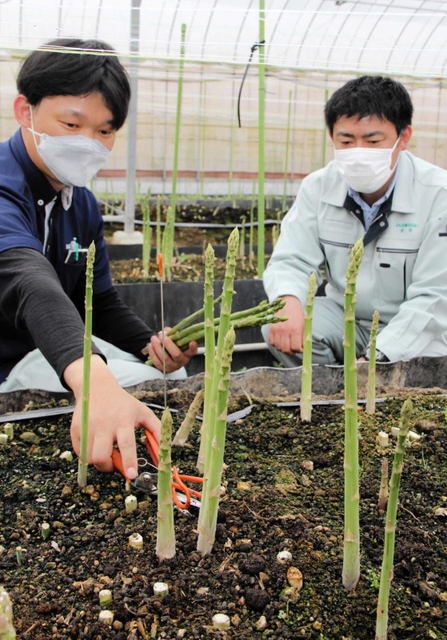 育ったアスパラガスを刈り取るJA兵庫みらいの職員=加西市三口町