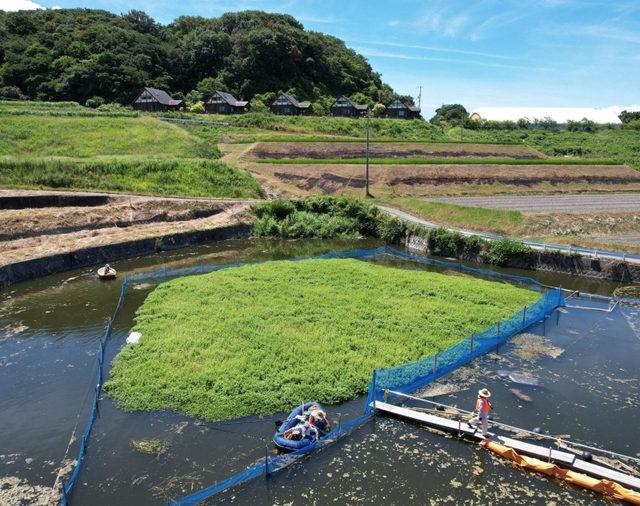 水面で生い茂り浮島を形成したナガエツルノゲイトウ=2022年8月、洲本市五色町都志米山、本田池(ドローンで撮影)