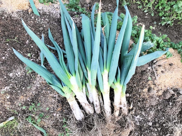 収穫直後の「ひょうごエヌワン」=加西市下万願寺町、大橋農園(県立農林水産技術総合センター提供)