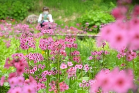 一面の緑にピンク色が映えるクリンソウの花=六甲高山植物園 一面の緑にピンク色が映えるクリンソウの花=六甲高山植物園