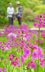 一面の緑にピンク色が映えるクリンソウの花=六甲高山植物園 一面の緑にピンク色が映えるクリンソウの花=六甲高山植物園