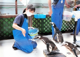 ペンギンに餌をやる飼育員の堀田千尋さん=須磨海浜水族園 ペンギンに餌をやる飼育員の堀田千尋さん=須磨海浜水族園