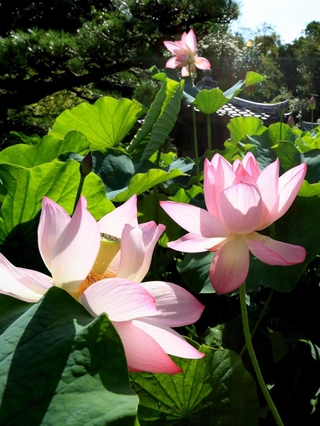 鮮やかに咲いたハスの花=神戸市垂水区名谷町、転法輪寺