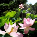 鮮やかに咲いたハスの花=神戸市垂水区名谷町、転法輪寺