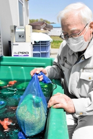 種もみの入った袋を水に浸す。山田錦作りが始まった=三木市吉川町実楽 種もみの入った袋を水に浸す。山田錦作りが始まった=三木市吉川町実楽