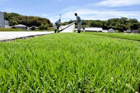 青々と育つ苗は緑のじゅうたんのよう=三木市吉川町実楽 青々と育つ苗は緑のじゅうたんのよう=三木市吉川町実楽