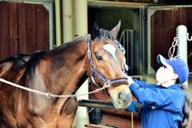 馬の体調を気遣いながら世話をするスタッフ=三木ホースランドパーク 馬の体調を気遣いながら世話をするスタッフ=三木ホースランドパーク