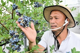 実を付けたブルーベリーを確認する永塩有社長=ながしお農場三田ハウス 実を付けたブルーベリーを確認する永塩有社長=ながしお農場三田ハウス
