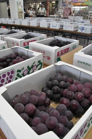 例年数多くのブドウが並ぶ品評会=2020年9月、三木市役所 例年数多くのブドウが並ぶ品評会=2020年9月、三木市役所