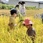 兵庫県三木市志染町青山の青山2丁目自治会が25日、同市加佐の田んぼで稲刈り体験を開催した。新型コロナウイルス感染症で自粛期間が続く中、「子どもたちに自然体験を通じて心と体の健康を充実させたい」と企画。三木や神戸、明石市などから親子ら約30人が参加し秋空の下、鎌で稲を刈ったり、栗を取ったりして楽しんだ。