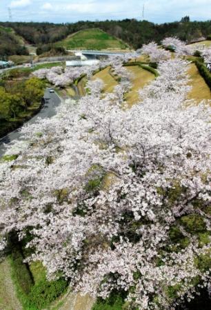なだらかな丘にソメイヨシノ約220本が連なる=小野市匠台(撮影・笠原次郎)