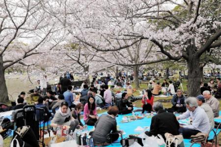 多くの花見客でにぎわった明石公園(2017年4月8日)