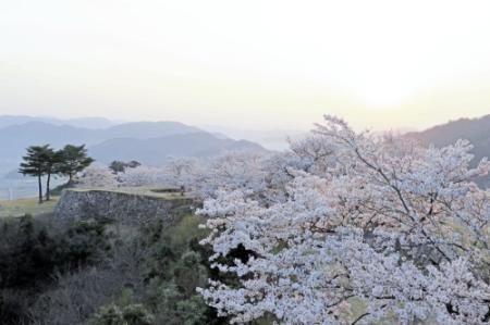 竹田城跡を彩るサクラ(朝来市提供)