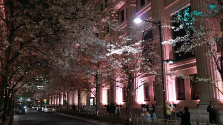 ライトアップされた三井本館。満開の桜が文字通り華を添える=東京都中央区日本橋室町2