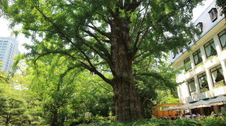 老舗レストラン松本楼の脇に立つ首かけイチョウ=東京都千代田区日比谷公園内