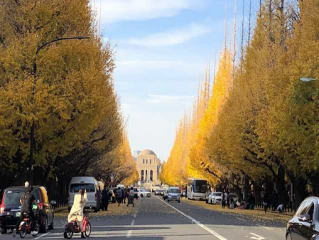 東京の代表的な紅葉スポット、明治神宮外苑イチョウ並木。巨木が4列に並ぶ姿は壮観=東京都港区北青山