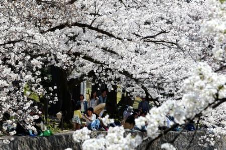 見ごろを迎えたサクラ。川沿いには大勢の花見客が訪れた=西宮市北名次町、夙川公園(撮影・風斗雅博)