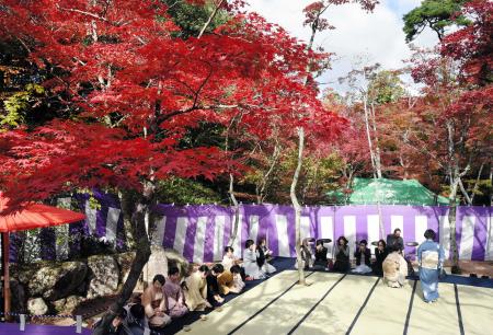 色づく紅葉の下の野だて。「有馬大茶会」の会場になる年もある=瑞宝寺公園(写真は2018年撮影)