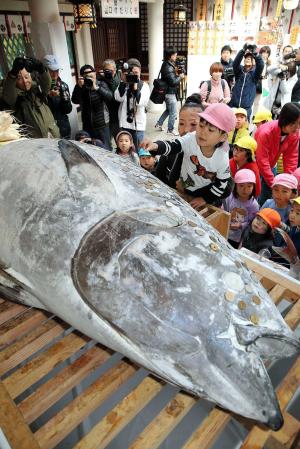 冷凍マグロに硬貨を張り付けていく児童たち=西宮市社家町、西宮神社