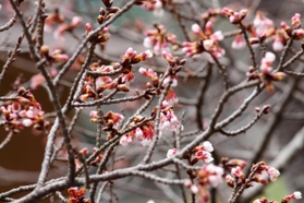 ピンクの花をつけ、まだつぼみも多いヒガンザクラ=三田市三輪3 ピンクの花をつけ、まだつぼみも多いヒガンザクラ=三田市三輪3