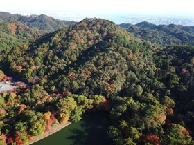 植林後約120年が経過した再度山の森林(2019年11月撮影) 植林後約120年が経過した再度山の森林(2019年11月撮影)