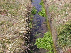 農業用水路に群生するチャイロカワモズク 農業用水路に群生するチャイロカワモズク