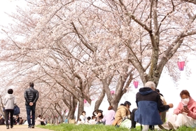 多くの家族連れらが花見を楽しんだ=三田市天神1 多くの家族連れらが花見を楽しんだ=三田市天神1