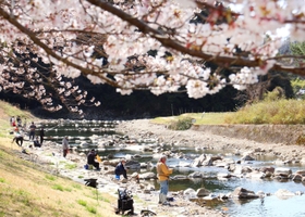 桜の下で釣りを楽しむ=三田市小柿 桜の下で釣りを楽しむ=三田市小柿