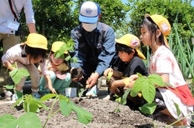 畑に枝豆の苗を植えていく子どもたち=三田市三田町 畑に枝豆の苗を植えていく子どもたち=三田市三田町