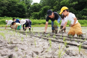 古代米の苗を種類ごとに手植え=三田市福島 古代米の苗を種類ごとに手植え=三田市福島