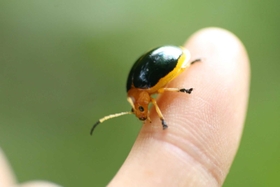 キベリハムシ。兵庫県を代表する穏健な外来生物。六甲山系に多く見られ、明治時代に神戸港から侵入したと考えられる。成虫も幼虫もビナンカズラの葉を食べ、林縁部でひっそり暮らす。愛らしい姿から、保護しようという動きもある。 キベリハムシ。兵庫県を代表する穏健な外来生物。六甲山系に多く見られ、明治時代に神戸港から侵入したと考えられる。成虫も幼虫もビナンカズラの葉を食べ、林縁部でひっそり暮らす。愛らしい姿から、保護しようという動きもある。