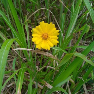 オオキンケイギク。きれいな花だが、特定外来生物に指定されている