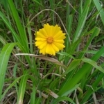 オオキンケイギク。きれいな花だが、特定外来生物に指定されている