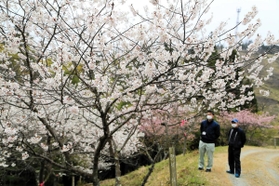 早咲きの品種が見頃を迎えている桜華園のサクラ=神河町東柏尾 早咲きの品種が見頃を迎えている桜華園のサクラ=神河町東柏尾