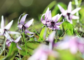 朝日に照らされ華やかにほころぶカタクリ=佐用町弦谷 朝日に照らされ華やかにほころぶカタクリ=佐用町弦谷