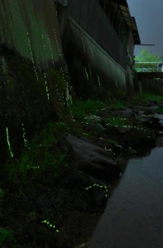 光跡を描きながら川べりをはい上がるゲンジボタルの幼虫=佐用町佐用 光跡を描きながら川べりをはい上がるゲンジボタルの幼虫=佐用町佐用