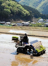 一足早く始まった田植え。山あいの棚田に青々とした苗が並んだ=たつの市新宮町千本 一足早く始まった田植え。山あいの棚田に青々とした苗が並んだ=たつの市新宮町千本