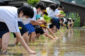 田植えに取り組む千種小、千種中、千種高の児童と生徒=宍粟市千種町千草 田植えに取り組む千種小、千種中、千種高の児童と生徒=宍粟市千種町千草