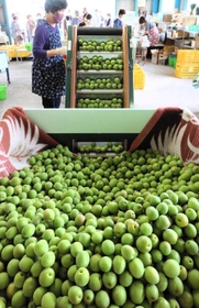 集荷された選果場で仕分けられる青梅=たつの市御津町黒崎 集荷された選果場で仕分けられる青梅=たつの市御津町黒崎