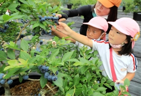 新鮮なブルーベリーを摘み取る子どもたち=笠形ブルーベリー園 新鮮なブルーベリーを摘み取る子どもたち=笠形ブルーベリー園