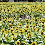 兵庫県佐用町で、真夏のヒマワリが見頃を迎えている。新型コロナウイルス禍で集客イベントは中止され、長雨の影響で発芽が6割にとどまる畑もあったというが、満開の花畑には来場者の笑顔があふれている。(大山伸一郎)
