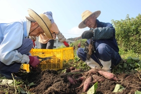 収穫が進むサツマイモ=市川町鶴居 収穫が進むサツマイモ=市川町鶴居