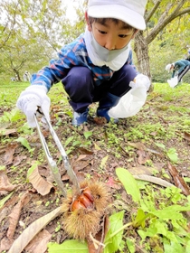 つやつやとしたクリの実を拾う児童=たつの市新宮町栗町 つやつやとしたクリの実を拾う児童=たつの市新宮町栗町