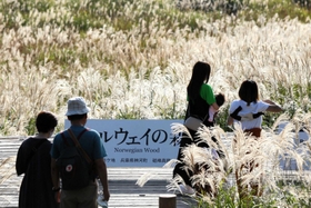 神河町の秋の風物詩として定着した砥峰高原のススキ。観光客、住民が安心できる地域づくりも課題だ=神河町川上 神河町の秋の風物詩として定着した砥峰高原のススキ。観光客、住民が安心できる地域づくりも課題だ=神河町川上