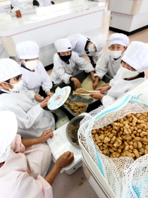 蒸し上がった大豆をペースト状にし、こうじ米や塩と混ぜ合わせる子どもたち=石海小学校 蒸し上がった大豆をペースト状にし、こうじ米や塩と混ぜ合わせる子どもたち=石海小学校